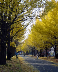 北海道大学 イチョウ並木